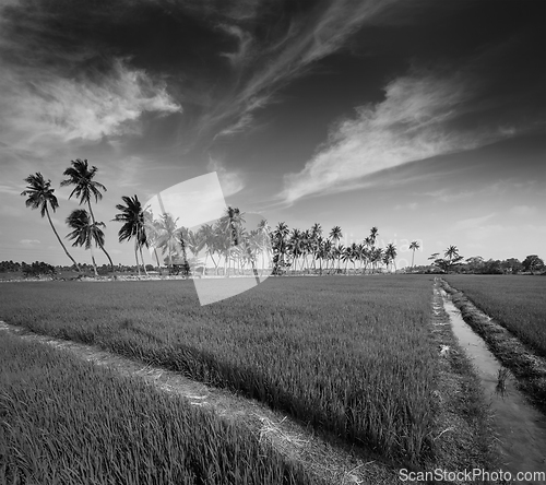 Image of Rice close up, India