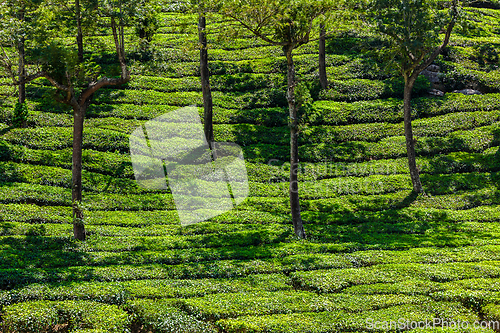 Image of Green tea plantations in Munnar, Kerala, India