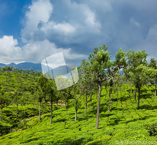 Image of Green tea plantations in Munnar, Kerala, India