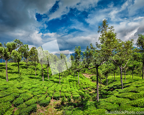 Image of Tea plantations in mountains