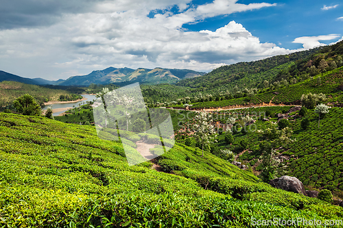 Image of Tea plantations in India