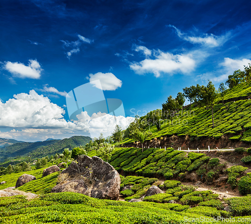 Image of Green tea plantations in Munnar, Kerala, India