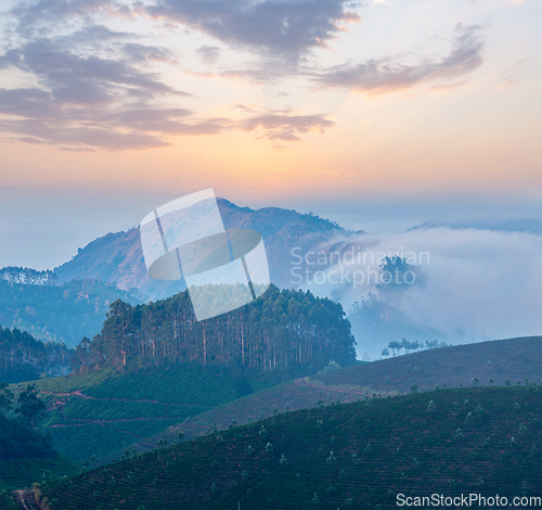 Image of Green tea plantations in Munnar, Kerala, India