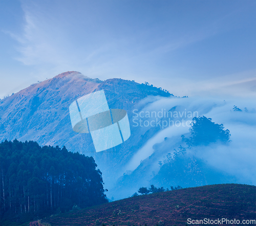 Image of Green tea plantations in Munnar, Kerala, India