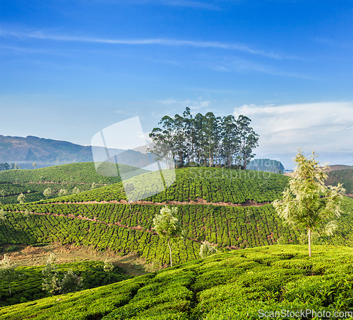 Image of Green tea plantations in Munnar, Kerala, India