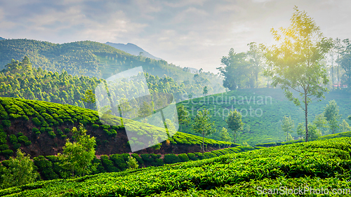 Image of Green tea plantations in Munnar, Kerala, India