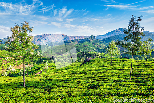 Image of Tea plantations, Munnar, Kerala state, India