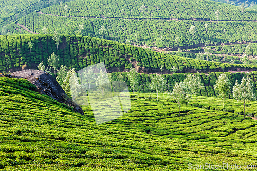 Image of Green tea plantations in Munnar, Kerala, India