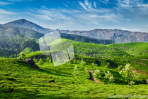 Image of Tea plantations, Munnar, Kerala state, India