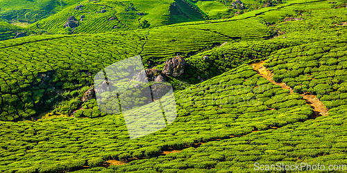 Image of Green tea plantations in Munnar, Kerala, India