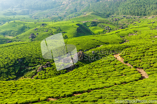 Image of Green tea plantations in Munnar, Kerala, India