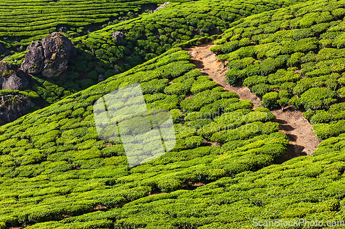 Image of Green tea plantations in Munnar, Kerala, India