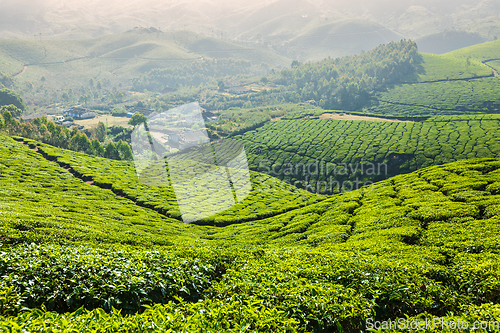 Image of Green tea plantations in Munnar, Kerala, India