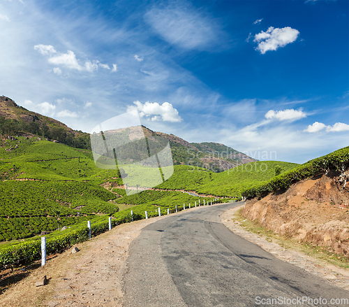 Image of Green tea plantations in Munnar, Kerala, India