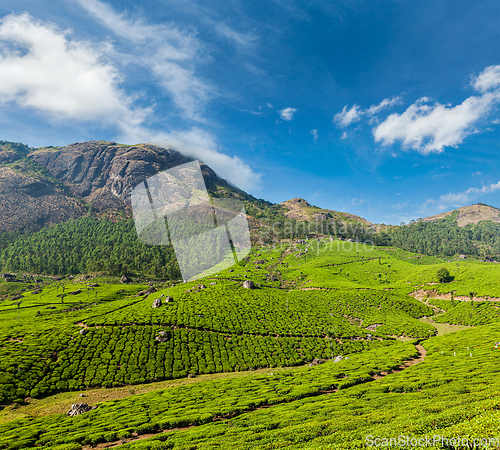 Image of Green tea plantations in Munnar, Kerala, India