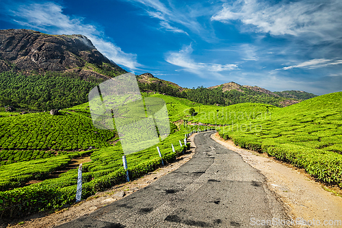 Image of Road in tea plantations, India