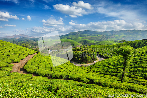 Image of Tea plantations, Munnar, Kerala state, India