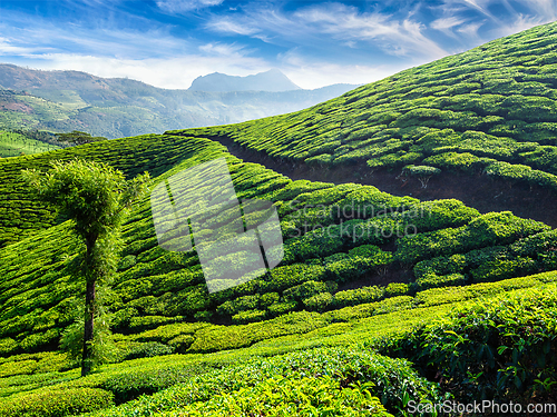 Image of Tea plantations, Munnar, Kerala state, India