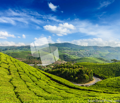 Image of Green tea plantations in Munnar, Kerala, India