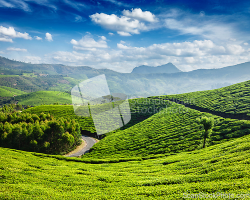 Image of Tea plantations, Munnar, Kerala state, India