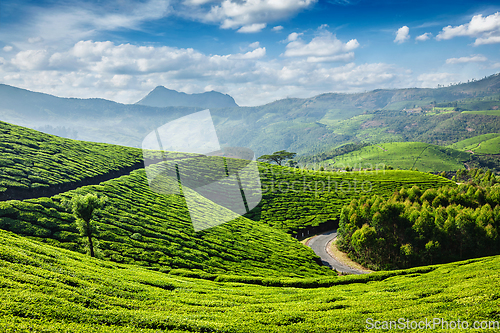 Image of Tea plantations, Munnar, Kerala state, India