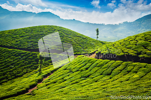 Image of Tea plantations. Munnar, Kerala