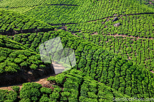 Image of Tea plantations in India