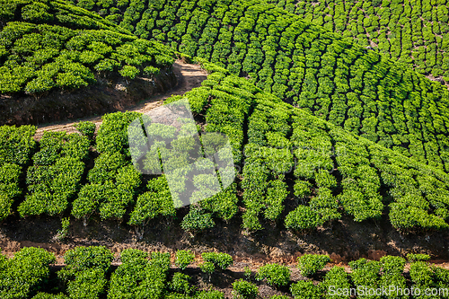 Image of Green tea plantations in Munnar, Kerala, India