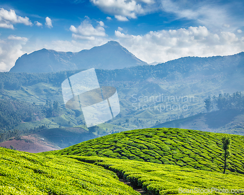 Image of Tea plantations, Munnar, Kerala state, India