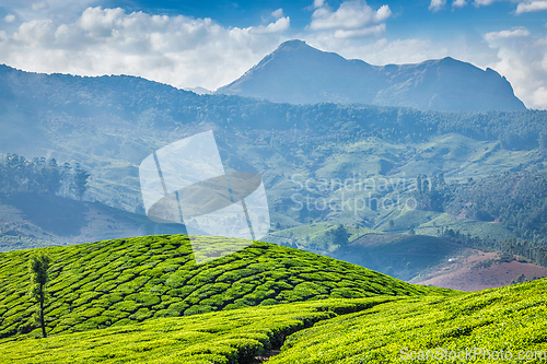 Image of Tea plantations, Munnar, Kerala state, India