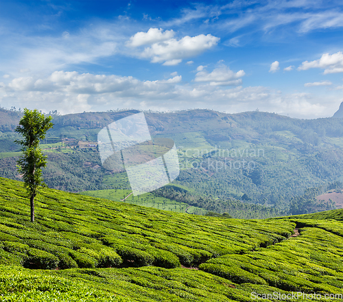 Image of Green tea plantations in Munnar, Kerala, India