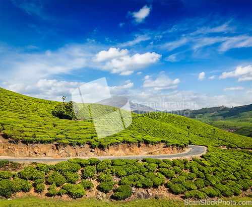 Image of Green tea plantations in Munnar, Kerala, India