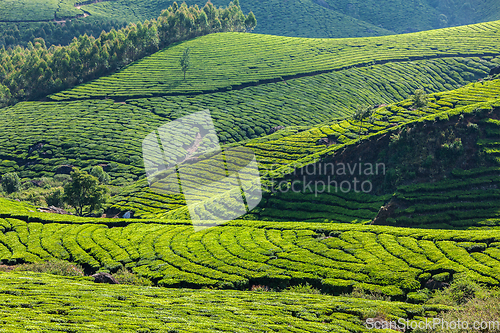 Image of Green tea plantations in Munnar, Kerala, India