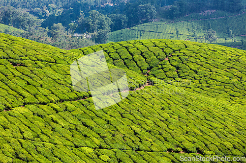 Image of Green tea plantations in Munnar, Kerala, India