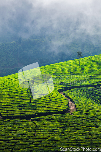 Image of Green tea plantations in Munnar, Kerala, India