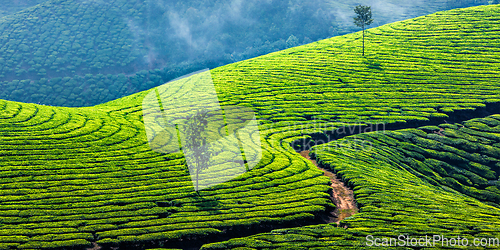 Image of Green tea plantations in Munnar, Kerala, India