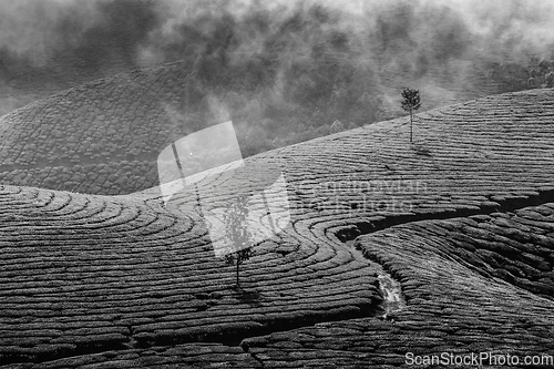 Image of Green tea plantations in Munnar, Kerala, India