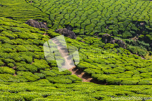 Image of Green tea plantations in Munnar, Kerala, India