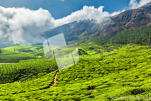 Image of Tea plantations in India