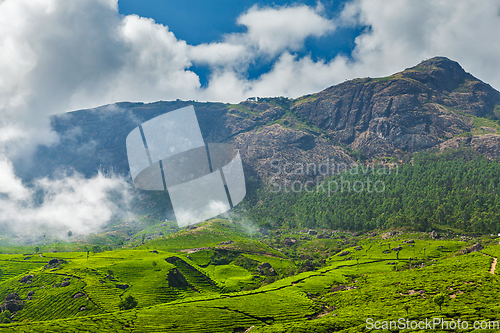 Image of Green tea plantations in Munnar, Kerala, India