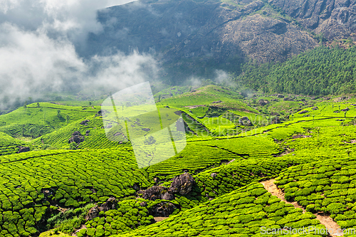 Image of Tea plantations, Munnar, Kerala state, India