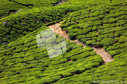 Image of Green tea plantations in Munnar, Kerala, India