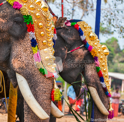 Image of Decorated elephants in Hindu temple at festival