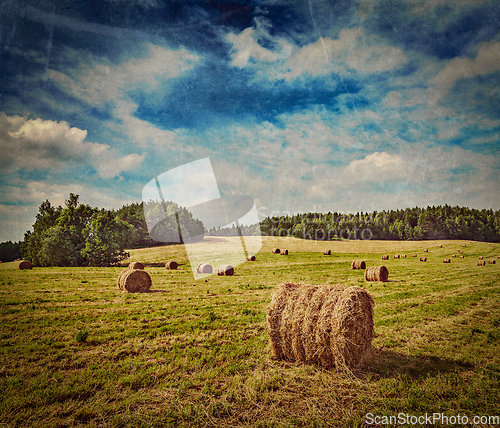 Image of Hay bales on field