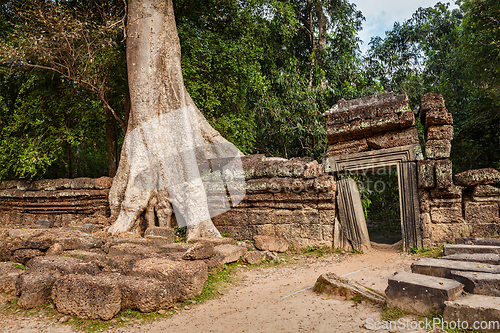 Image of Ancient ruins and tree roots, Ta Prohm temple, Angkor, Cambodia