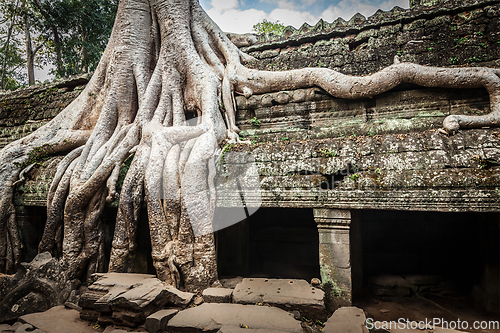 Image of Ancient ruins and tree roots, Ta Prohm temple, Angkor, Cambodia