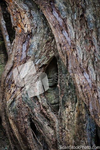 Image of Ancient statue covered under tree roots, Ta Prohm temple, Angkor