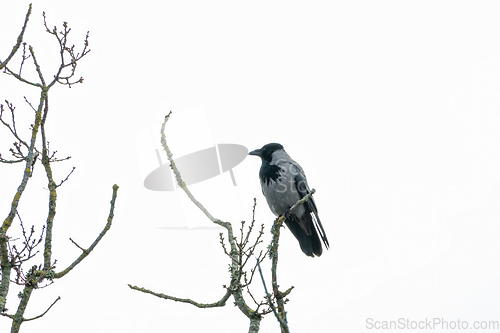 Image of Hooded Crow in Sussex