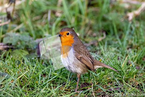 Image of European Robin