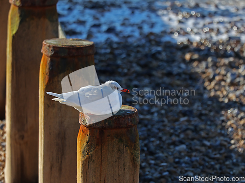 Image of Mediterranean Gull at Selsey